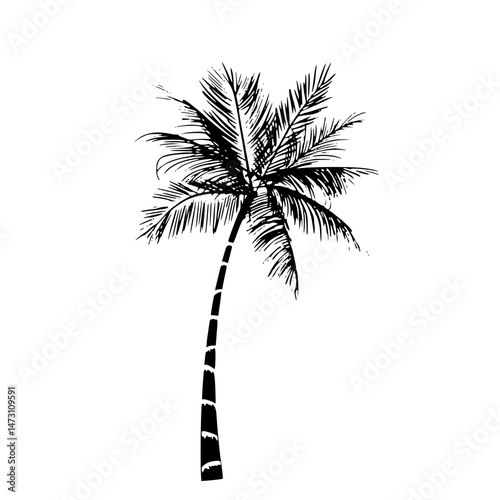 palm tree silhouette