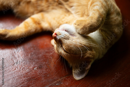 Cute ginger cat sleeping on a wooden table in the house.