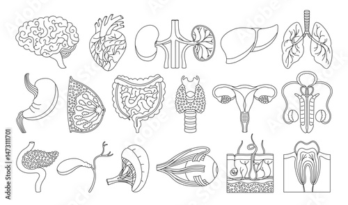 Human organs set. Cartoon outline lung, brain, heart, liver stomach, chest intestines, reproductive system female male, skin hair tooth eye, body elements collection. Vector flat illustration icon set