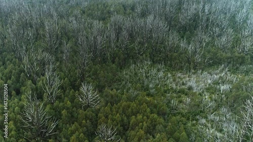 Aerial View of Alpine Forest in Lake Mountain Marysville, Victoria, Australia