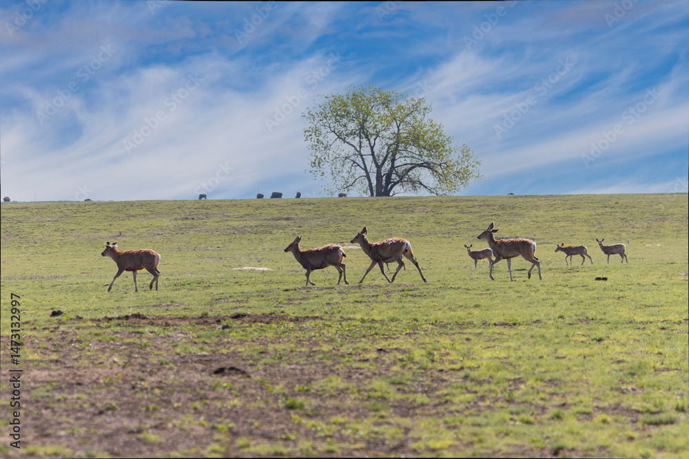 Fototapeta premium Herd of Mule Deer