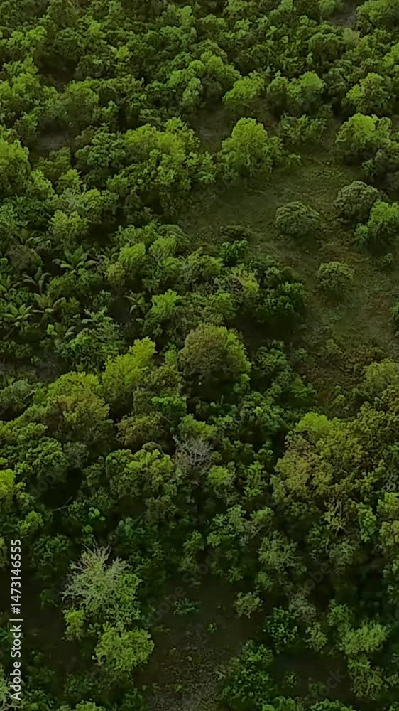 Vertical screen. Lush green landscape captured from above showcasing the vibrant foliage and diverse vegetation in a tropical environment healthy nature concept Vertical screen. Lush green landscape captured from above showcasing the vibrant foliage and diverse vegetation in a tropical environment healthy nature concept