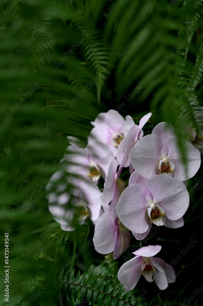 Φωτογραφία cluster of nearly white colored orchid flowers framed by soft green fern fronds