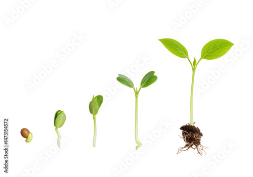 Wallpaper Mural Plant growth stages isolated on transparent background Torontodigital.ca