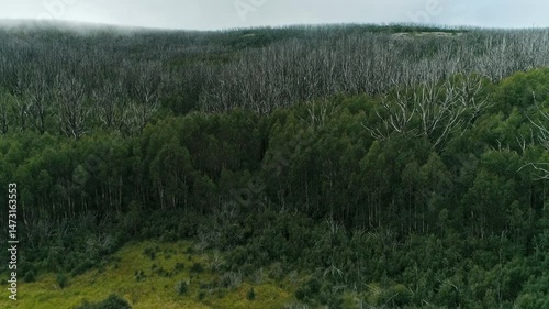 Aerial View of Alpine Forest in Lake Mountain Marysville, Victoria, Australia