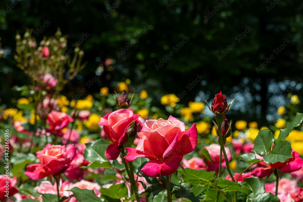 Obraz premium 与野公園のバラのクローズアップ