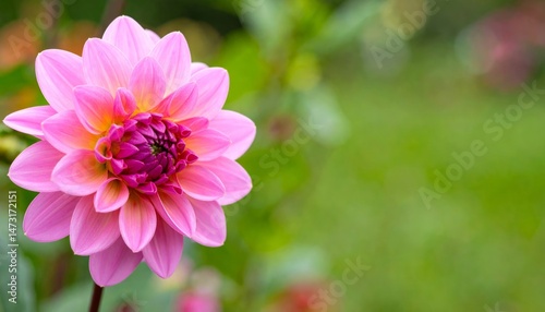 Pink Flower Bloom in Natural Garden Setting