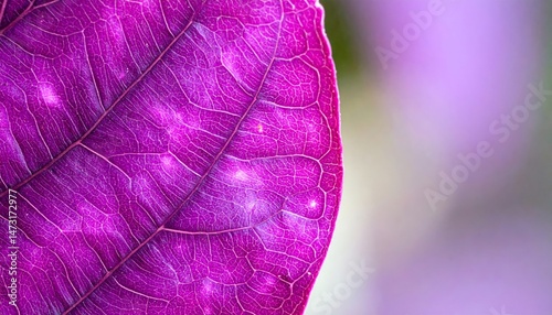 Close-up of Vibrant Purple Leaf with Textured Veins