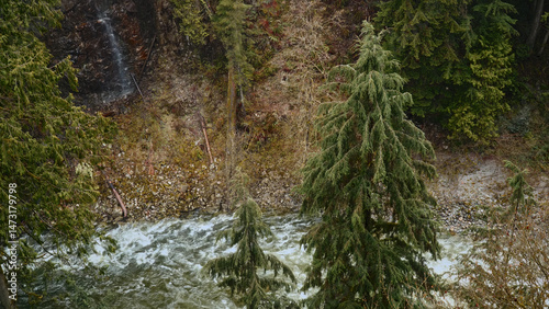 Whitewater river flowing near evergreen trees and a small waterfall in a forest