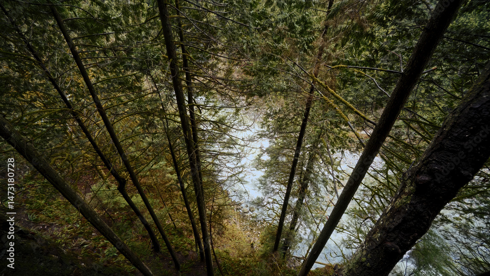 Fototapeta premium Evergreen trees covering a river flowing through a forest, seen from a high vantage point