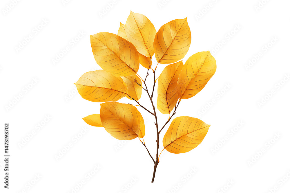 Fototapeta premium Golden small leaves isolated on transparent background