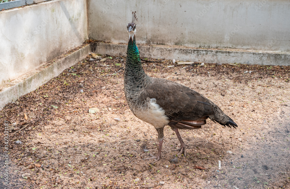 A female peafowl living in wildlife conservation area in Thailand. Female peafowls are much duller gray birds with a white belly, and a much shorter, grayish tail.