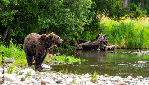 Brown bear stands by a stream surrounded by lush green trees and foliage