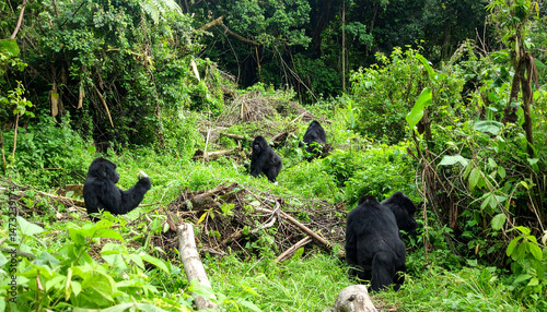 Gorillas gather in lush forest; one points, others sit amongst dense foliage, logs, & greenery