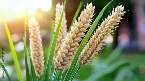 Ripe Wheat Stalks in Sunlight Close Up View