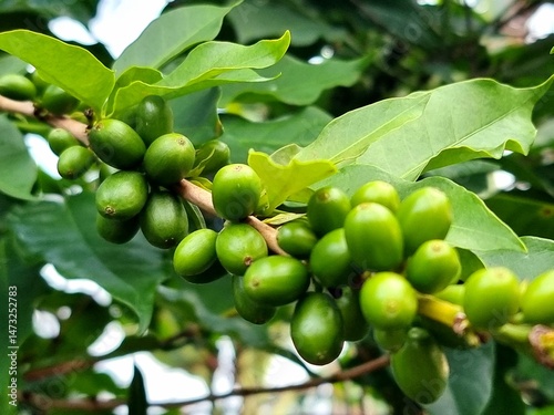 a close-up of a cluster of green unripe coffee cherries attached to a branch surrounded by lust green leaves