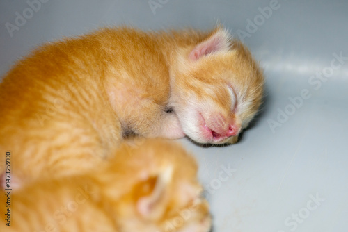 Cute little newborn kitten sleeping peacefully.