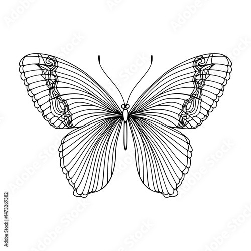 Elegant Butterfly Outline Vector Illustration