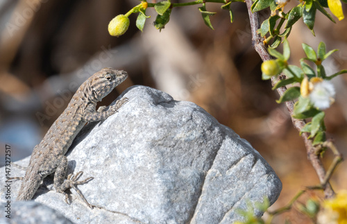 Mojave Fringe-toed Lizard (Uma scoparia), Sand Dunes of Death Valley National Park, California, USA photo