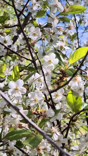 Cherry tree with clusters of white blossoms and fresh green leaves on slender branches under a clear spring sky