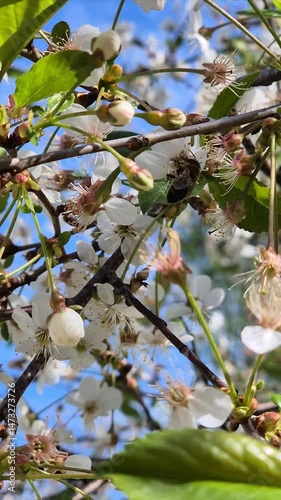 Bee collecting nectar among white cherry blossoms on thin branches with green leaves under a clear blue spring sky