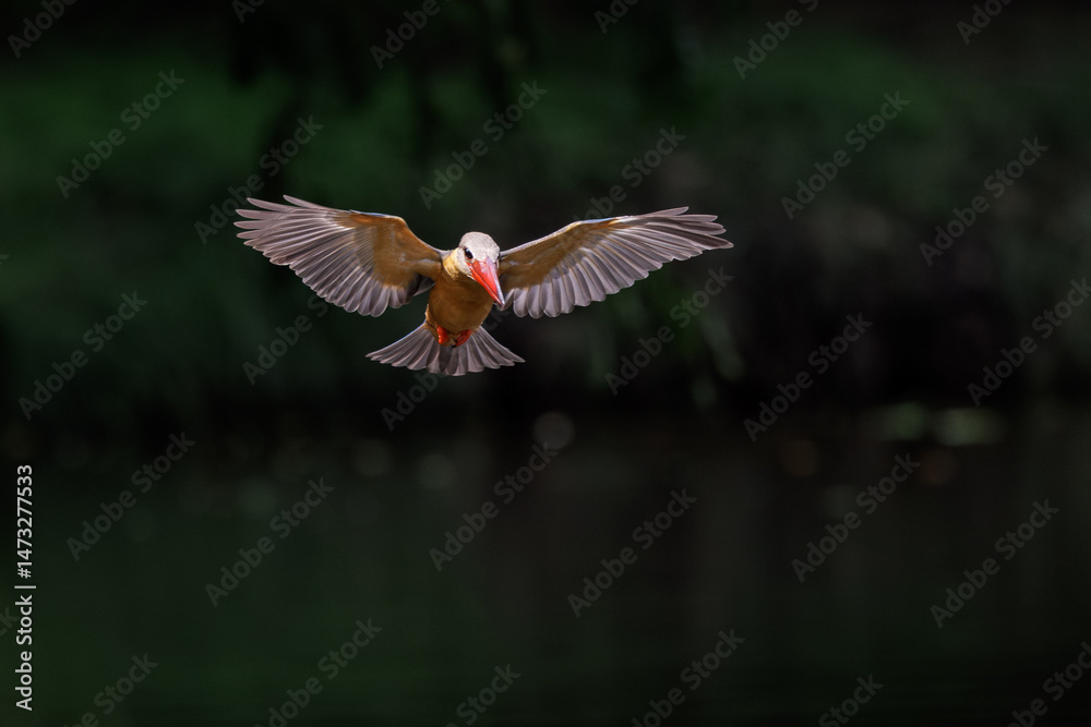 Fototapeta premium Stork-billed Kingfisher, Pelargopsis capensis, in flight before diving and catching fish in water, massive kingfisher with a large scarlet bill, habitat near lake or pond, bird spreading wings