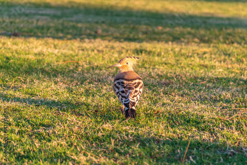 Eurasian hoopoe or Common hoopoe (Upupa epops) bird close-up on natural green grass background