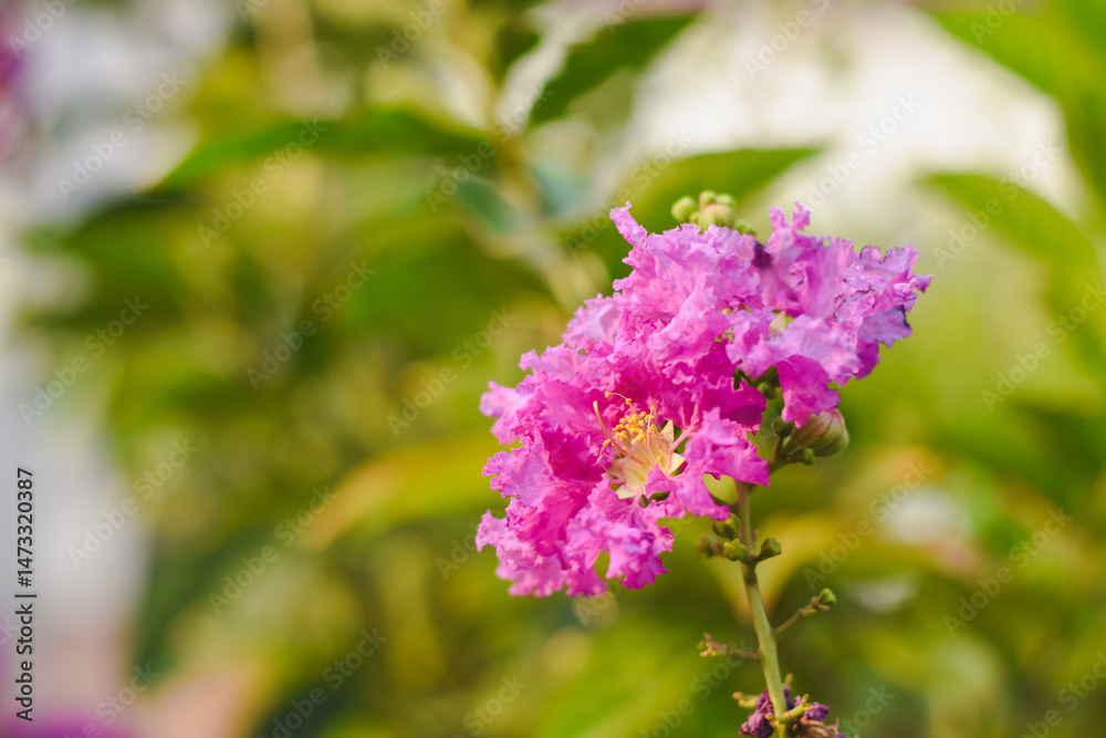 Purple flowers on a natural background (Petria Volubilis) Purple flowers on a natural background (Petria Volubilis)