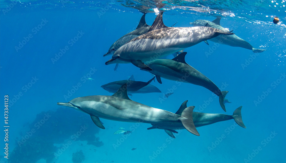 Fototapeta premium Dolphins swim together in vibrant blue ocean waters, creating a beautiful underwater scene