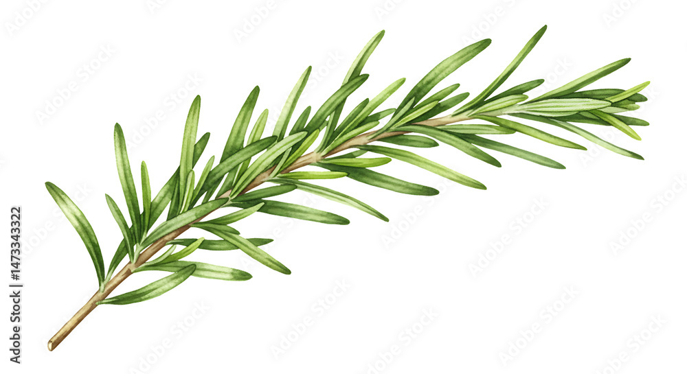 Obraz premium Rosemary Sprig Herb Isolated on Transparent Background