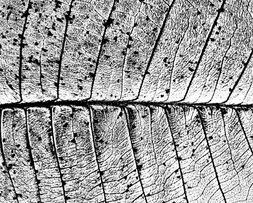 Grunge texture. Intricate leaf texture on a transparent PNG background. Perfect for nature designs, overlays, and educational projects. High-res for versatile use.