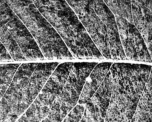 Grunge texture. Intricate leaf texture on a transparent PNG background. Perfect for nature designs, overlays, and educational projects. High-res for versatile use.
