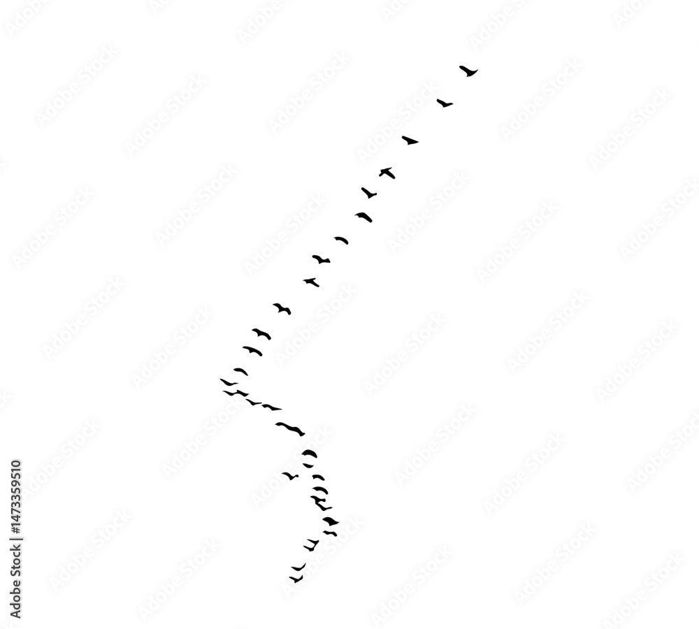 A flock of swallows silhouetted against the sky in graceful flight. Wild Birds Unlimited: your source for bird food, feeders, and expert feeding advice. A flock of swallows silhouetted against the sky in graceful flight. Wild Birds Unlimited: your source for bird food, feeders, and expert feeding advice.