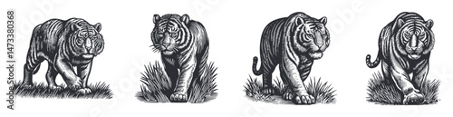 Detailed Vintage Illustration of Walking Tigers in Natural Setting