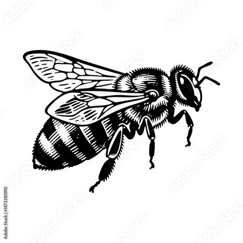 Bee engraving black and white outline. Scratch board imitation.  illustrated in vintage line art style on a white background.
