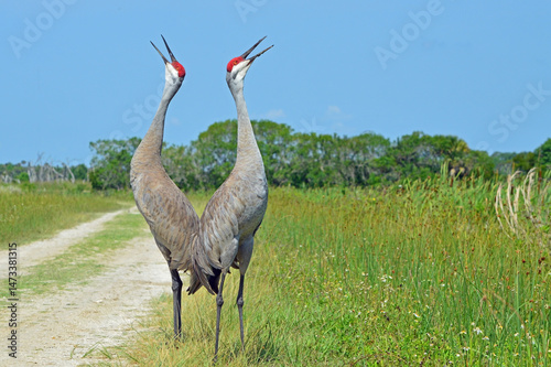 Two Sandhill Cranes standing back to back, trumpeting next to a dirt road in the Orlando Wetlands in Florida