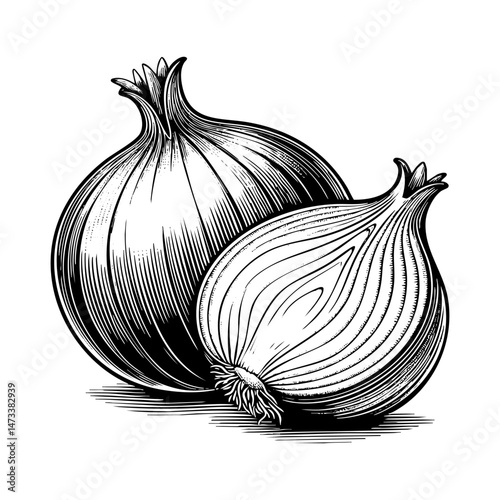 Onion engraving black and white outline. Scratch board imitation.