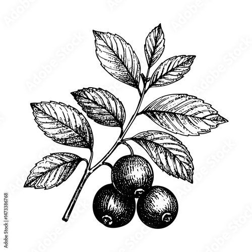 Cranberry sketch engraving black and white outline. Scratch board imitation.