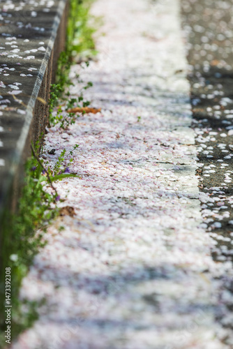 Cherry blossom petals scattered on the ground beneath the tree.