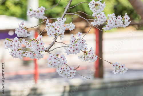 Full bloomed pink cherry blossoms. 