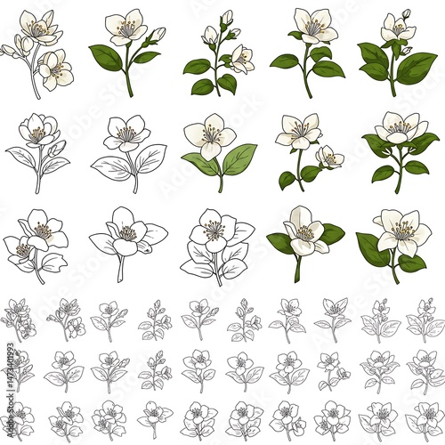 Jasmine Blooms: A Botanical Collection