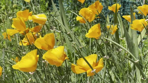 A vibrant field of blooming Californian yellow flowers poppies sways in the breeze