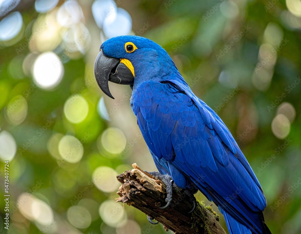 Obraz premium Photo of a Brazilian blue macaw on a tree branch with a blurred background
