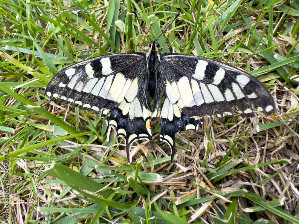 Fototapeta premium Close-up of a Swallowtail butterfly with open wings resting on green grass, showing its distinctive black, white, and yellow pattern.