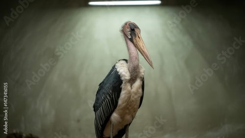 Striking Marabou Stork stands tall with textured plumage and unique beak in a soft light studio
