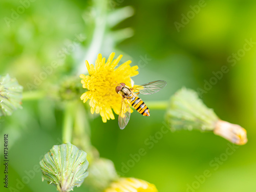 ノゲシの花に止まるハナアブ photo