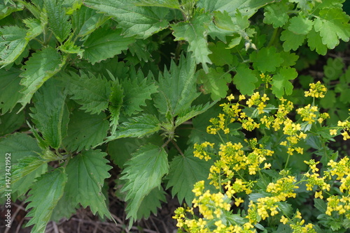 green leaves background