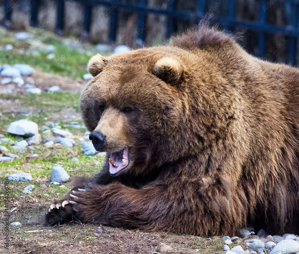 Obraz premium Grizzly bear with open mouth in zoo