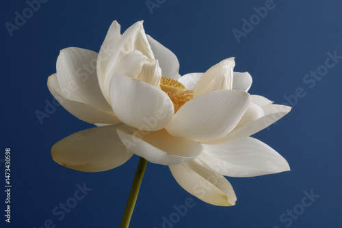 large lotus flower on ultramarine background minimalist style