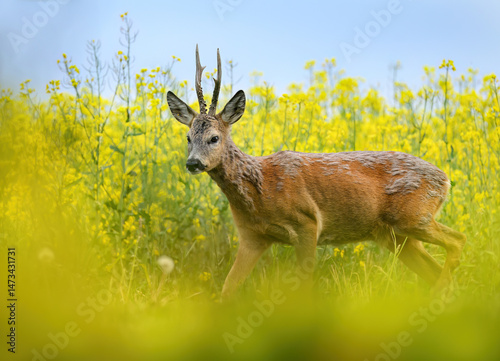 Roe deer male ( Capreolus capreolus )